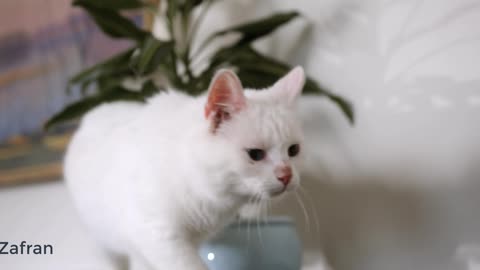 Cat video