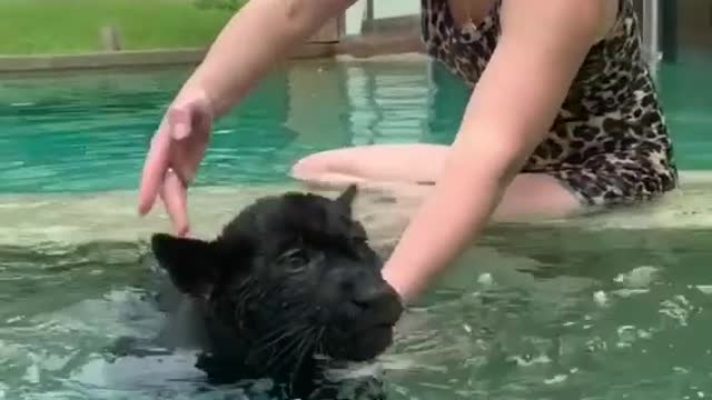 funny videos
