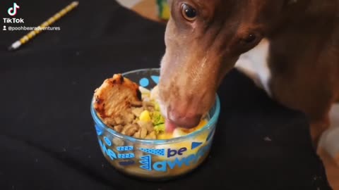 Dog enjoying ramen