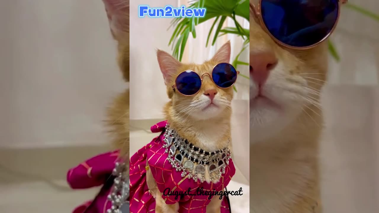 Funny cat #fun2view #nicesong #kala_chosma😎 #cute #cat #foryourpage