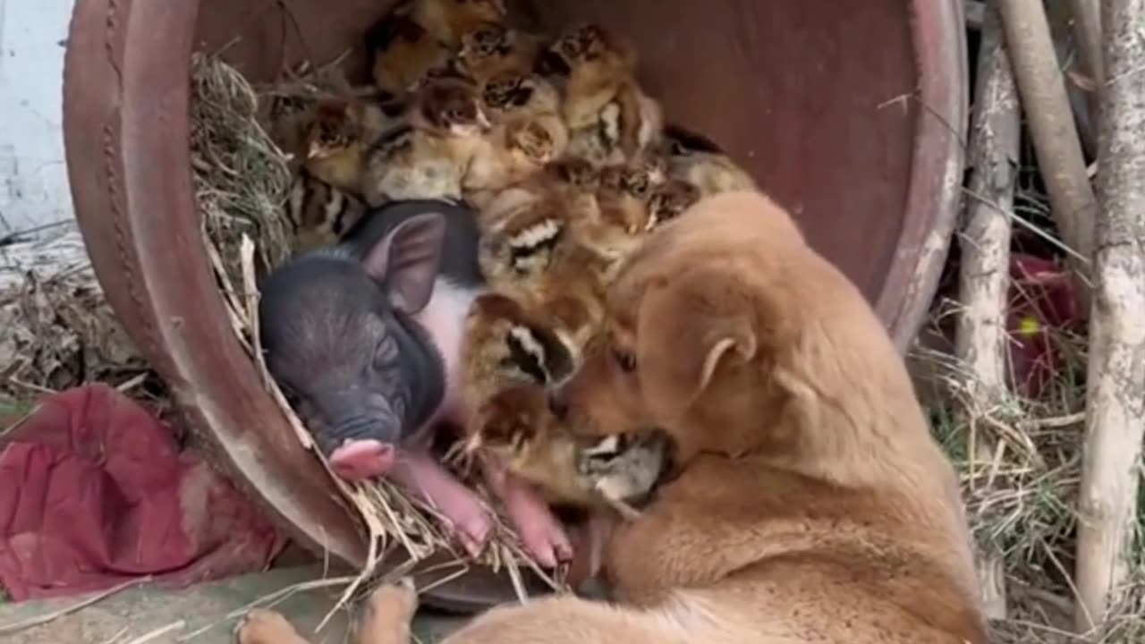 The puppy plays with the duckling