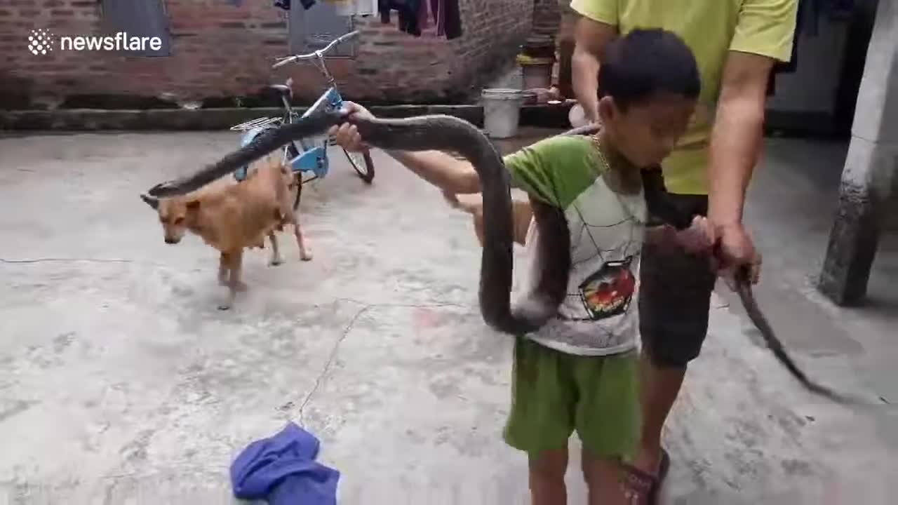 Incredible 8 year old boy hold a huge 🐍 with bear hand ✋ without no fear