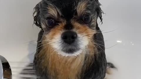 Cut and funny dag videos