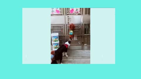 Funny dog videos | Hilarious pets | Funny pet videos compilation#1