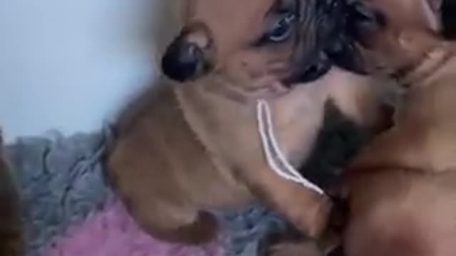 adorable puppy making their first cry
