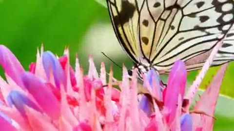 Relaxing music, meditation music, Deep sleeping music,yoga, relieve stress and anxiety