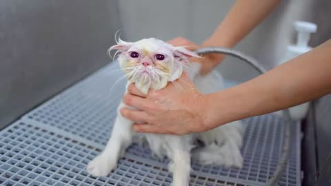 Cat with blue eye