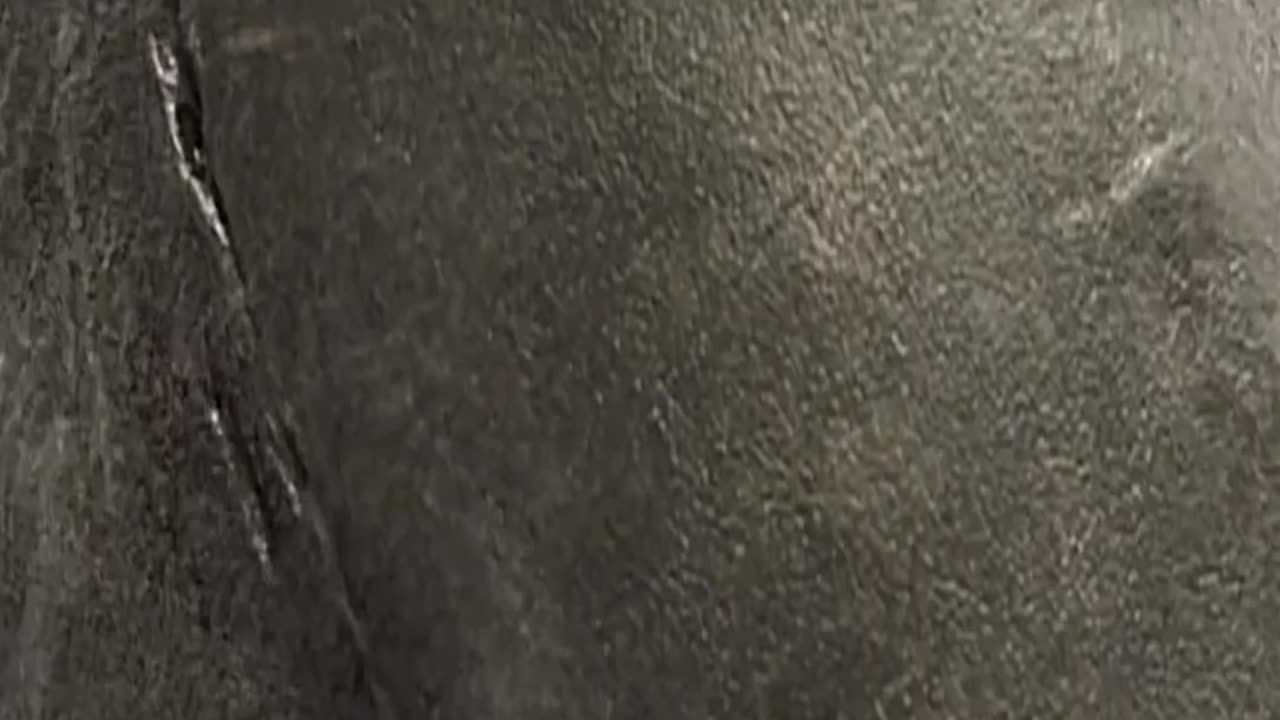 Jonah kills the Meg