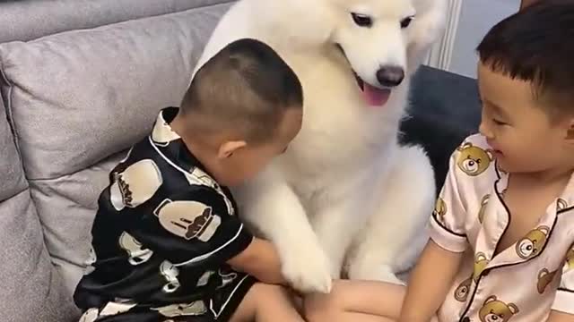 Faithful dog brings an umbrella to a child