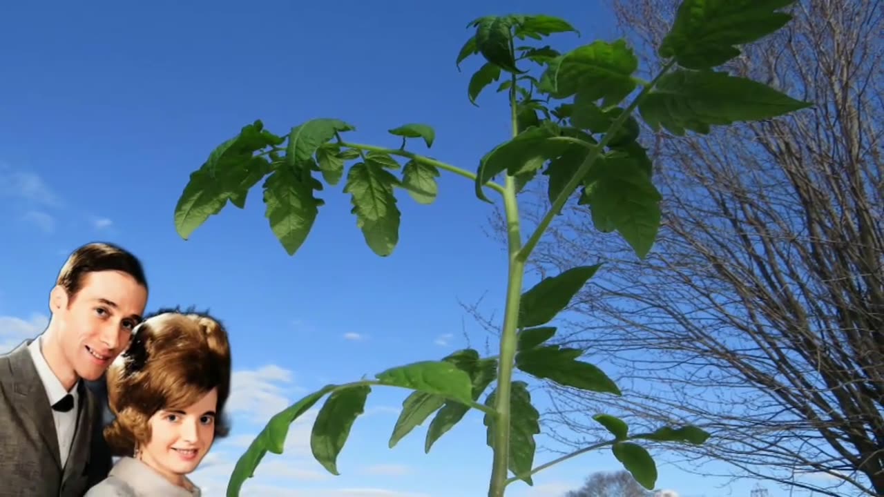 GARDEN WARS - KILLER TOMATOE PLANT