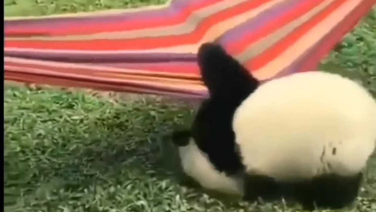 Funny Panda Having some fun