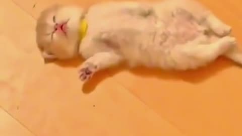 Cute kitten sleeping very funny cat baby