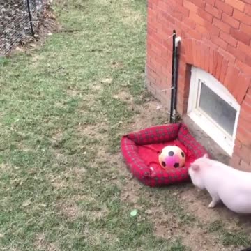 Rowdy pig zoomies