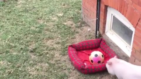 Rowdy pig zoomies