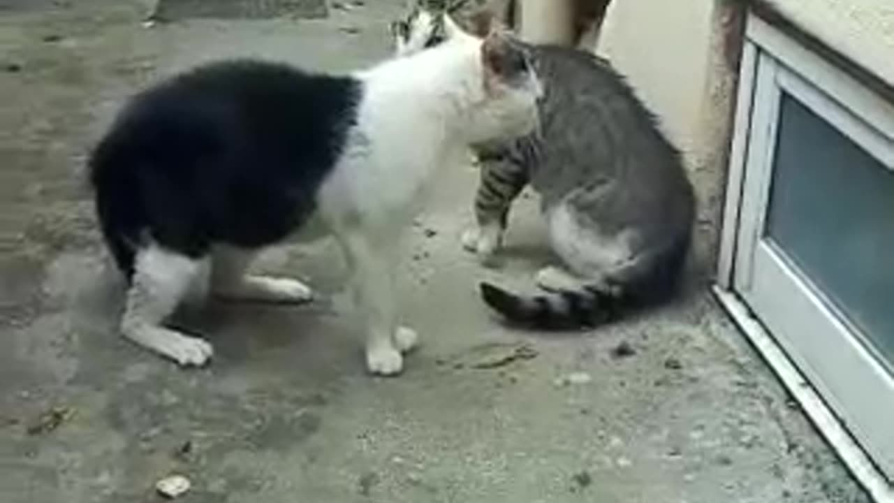 The cat fight to the death is a fierce episode