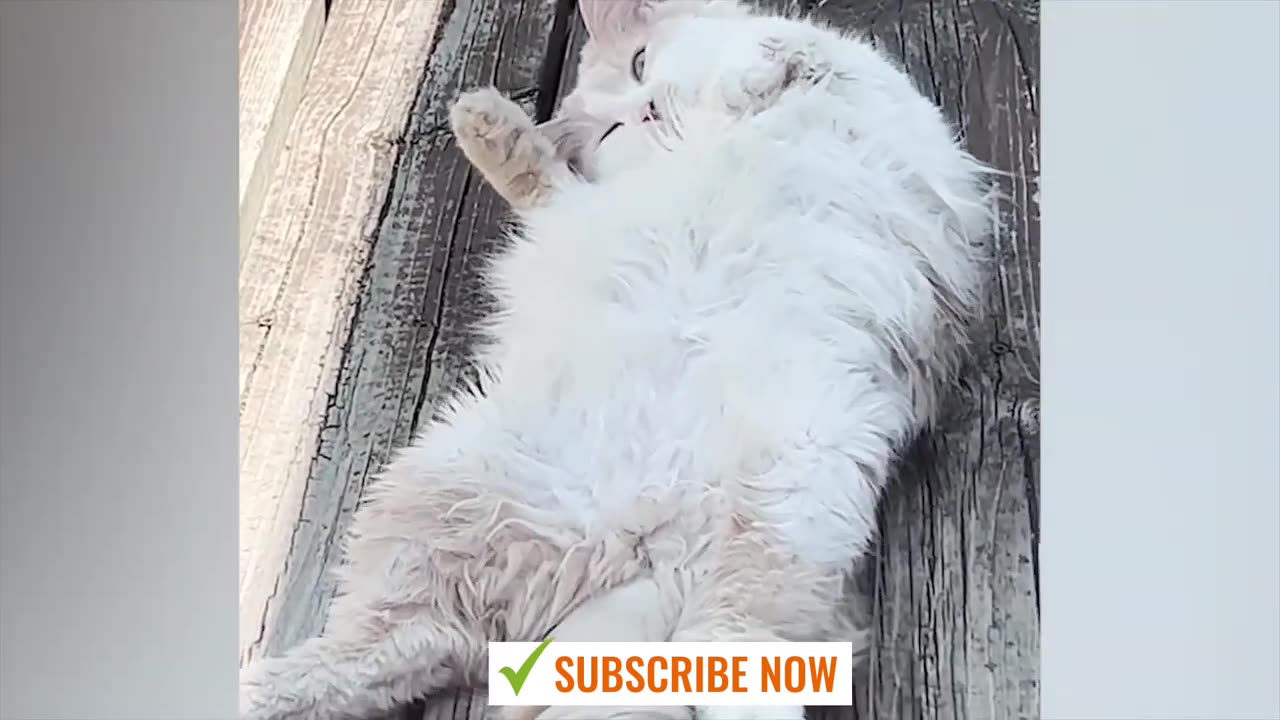 FunnyVideos 2023 Funniest Cats & Dogs Videos