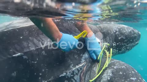 A Us Coast Guard Sailor Cuts A Fishing Trap Line From A Sea Turtle Rescuing It From Certain Death Ca