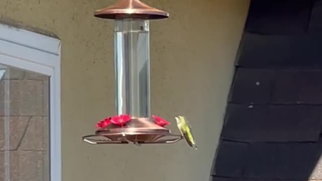 Hummingbird at copper feeder, LA