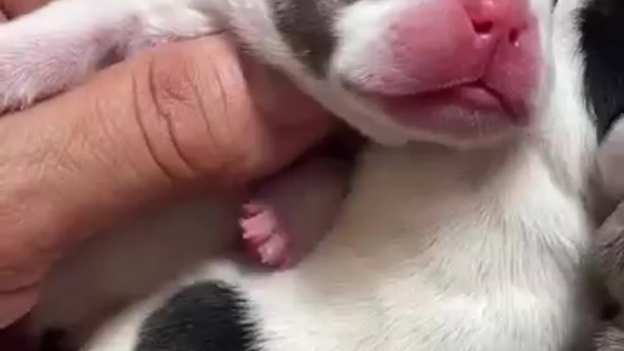 To Mush Cuteness Puppy Video