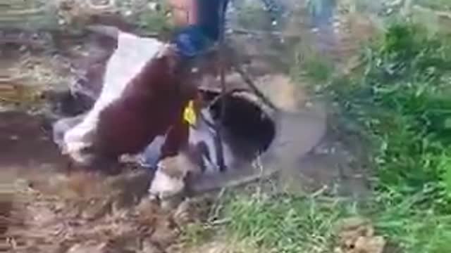 THE COW GOT STUCK IN THE PIT