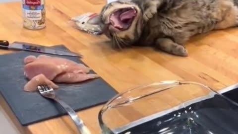 Dog Vs cat funny video 😂