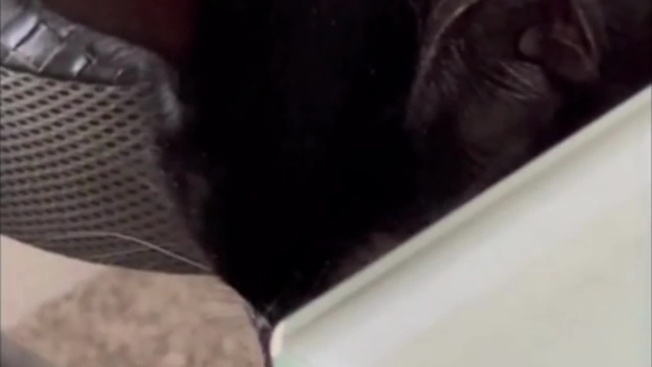 Adopting a Cat from a Shelter Vlog - Cute Precious Piper Looks Worn from Entertaining Guests #shorts