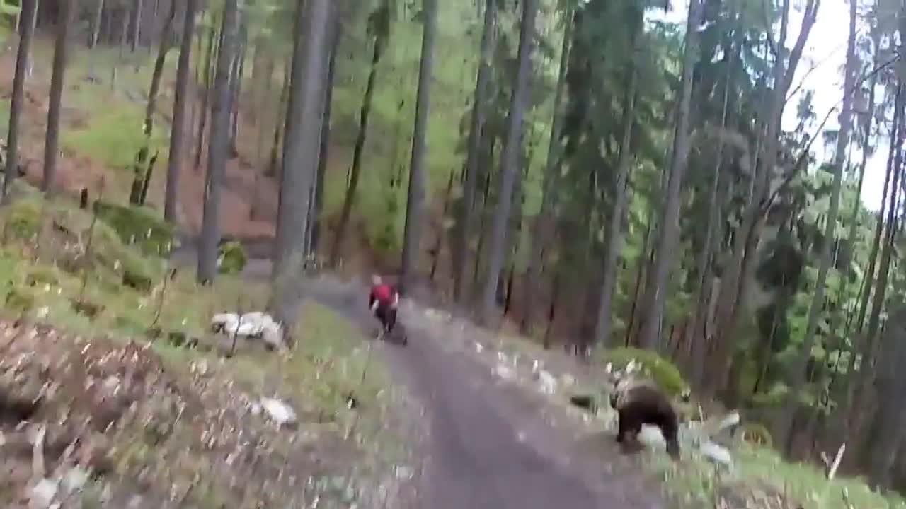 Bear attack on bikers ! MUST WATCH !