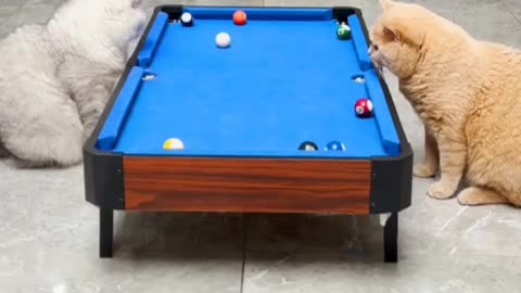 Cat playing pool