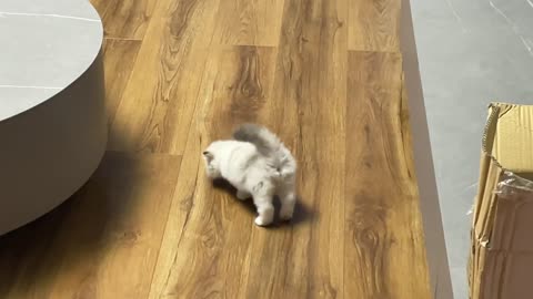 A kitten that can't walk steadily