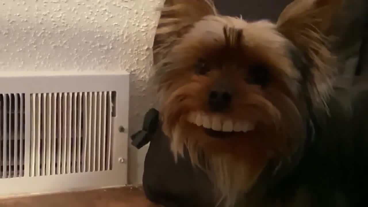 Dog Steals Owner's Fake Dentures And Looks Hilarious | CONTENTbible