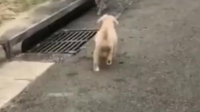 animal_funny_video_🤣🤣🤣🤣🤣😂😂😂😂😂🤣🤣🤣