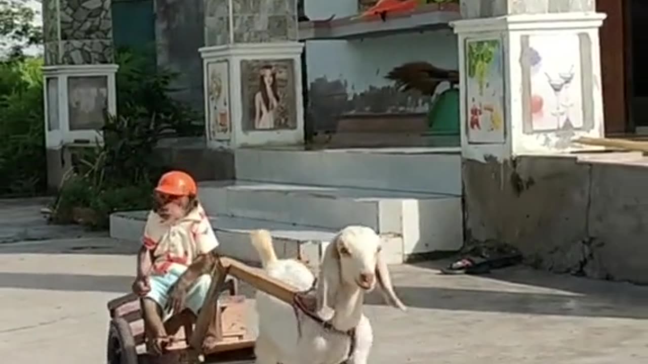 samrt monkey