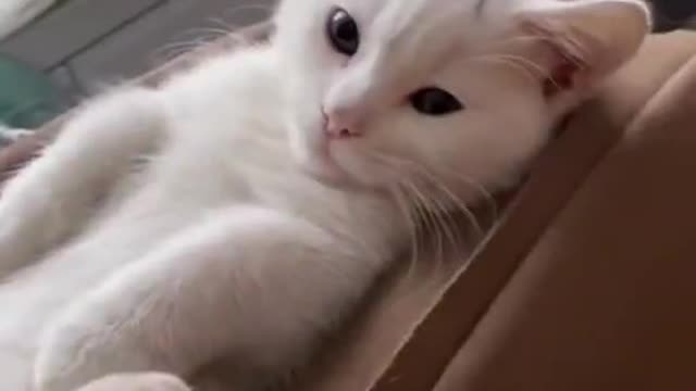 This is a lovely cat