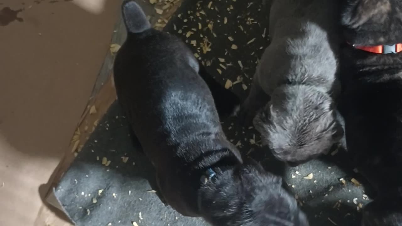 Warhammer Cane Corso Puppies