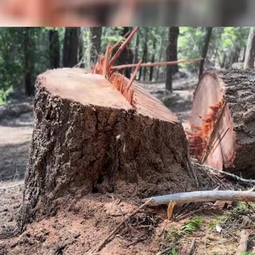 Tree ASMR: The Sound of Nature's Lullaby