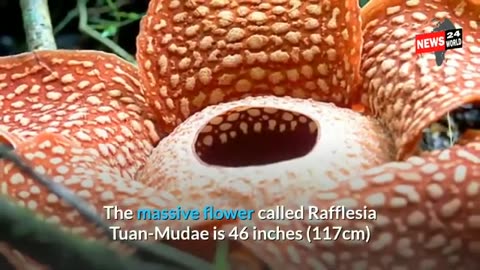 World Biggest flower rafflesia