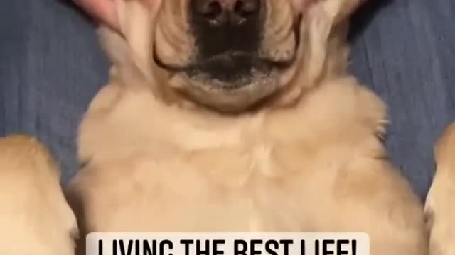 Super Funny Dog Videos # Does your dog enjoy massages?