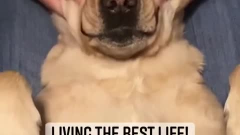 Super Funny Dog Videos # Does your dog enjoy massages?