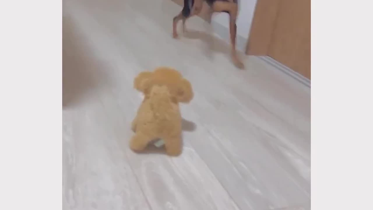 Bro was running for his life🤦🏻♂️😂