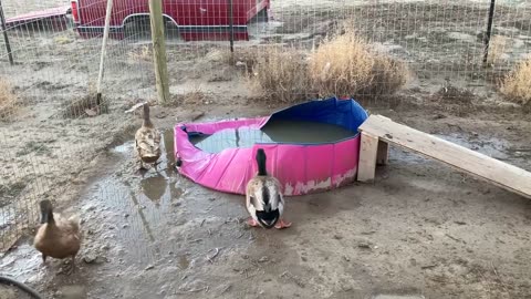 Khaki Campbell Ducks Broke Their Pool Mating!