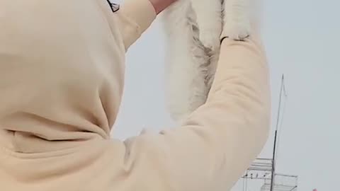 Cute and funny cat video.
