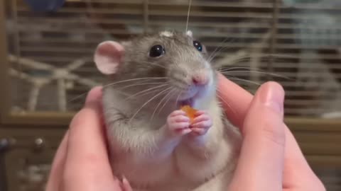 POV you are holding a dumbo rat who is having a snack