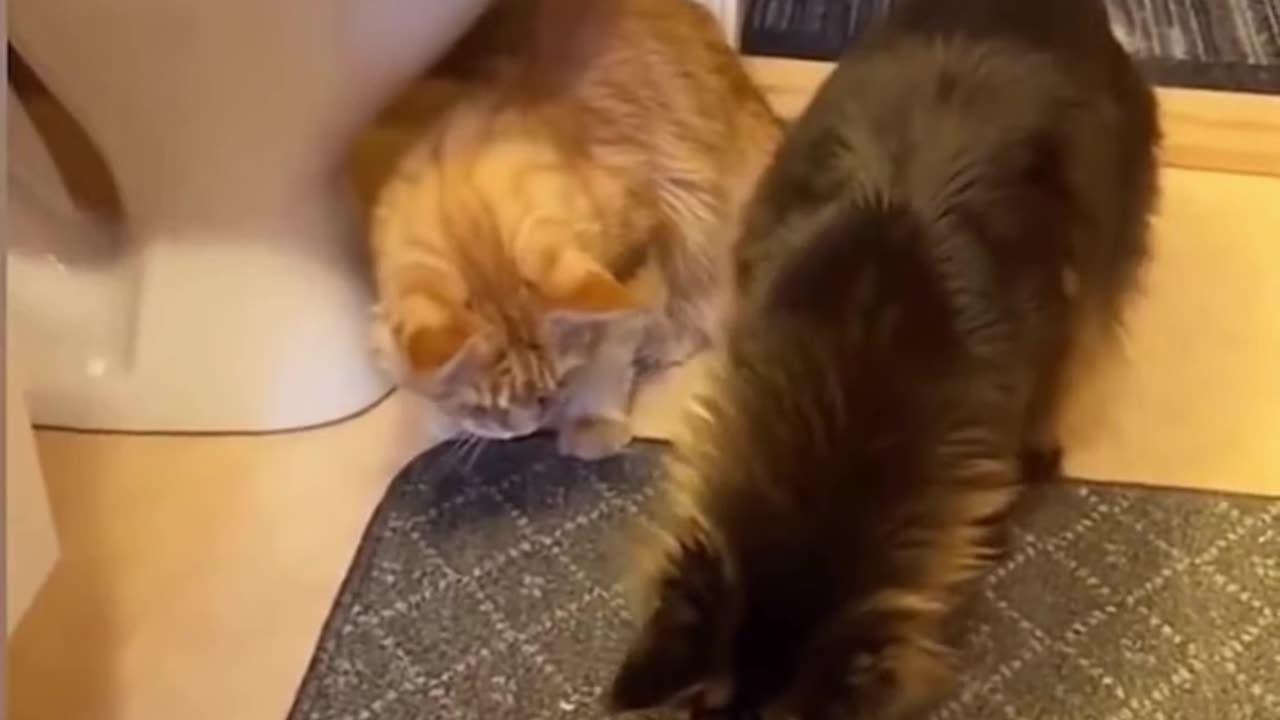 Cats funny video like share comment karo