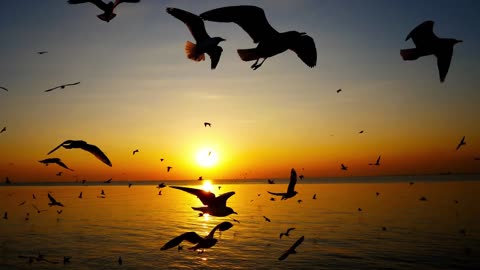 oiseaux