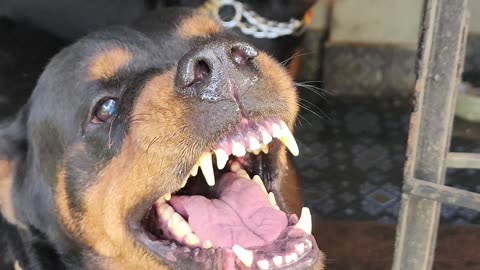 Angry Rottweiler barking