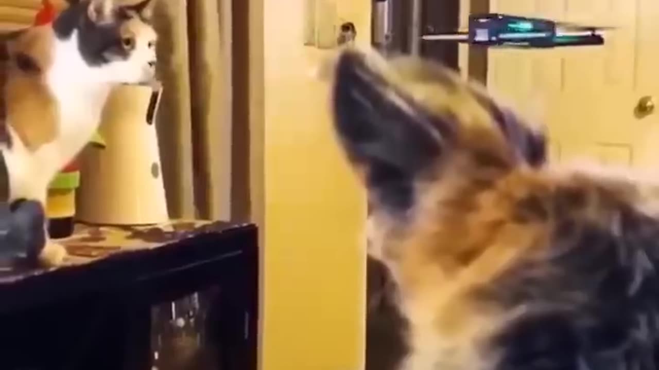 Funny Animal Video Part 2