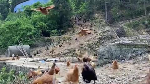 Forest chicken farming