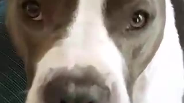 Pit bull nose...wait for it!