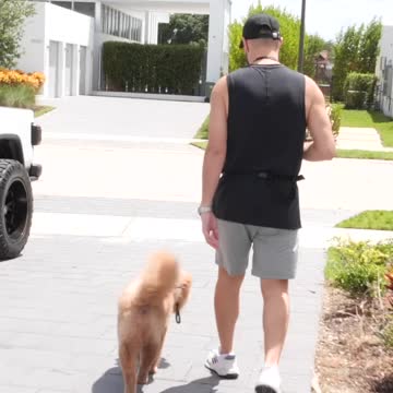 Turning a Chow Chow into a Rock Star!