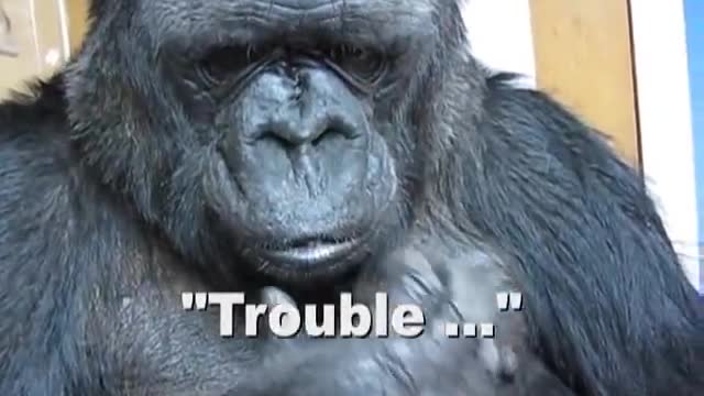 Koko responds to sad movie